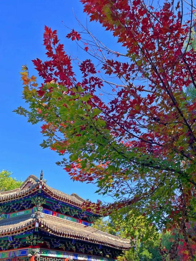 沈阳的秋天是彩色的！走啊，拍照去→
