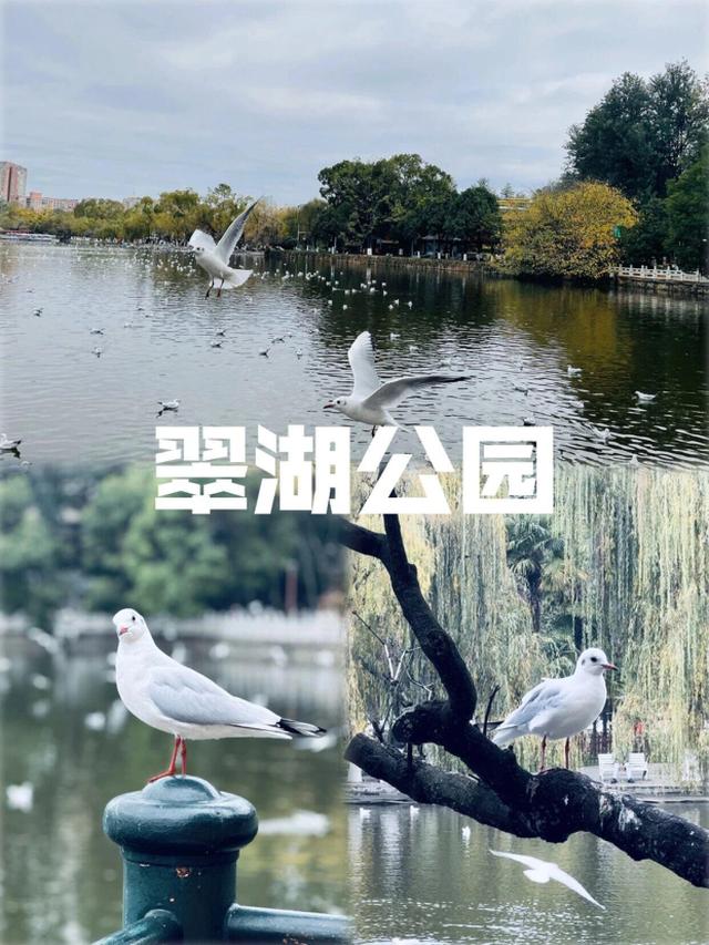 昆明进入红嘴鸥最佳观赏季，周末乘地铁去打卡吧