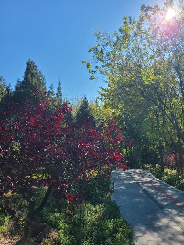 西会休闲园焕新回归，居民打卡秋日美景