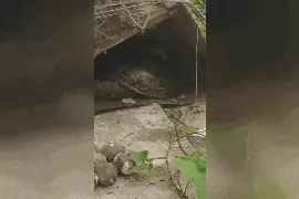 广东一废弃房屋有三十多斤大蟒蛇出没，周边还有几个蛇蛋……村民吓懵图片