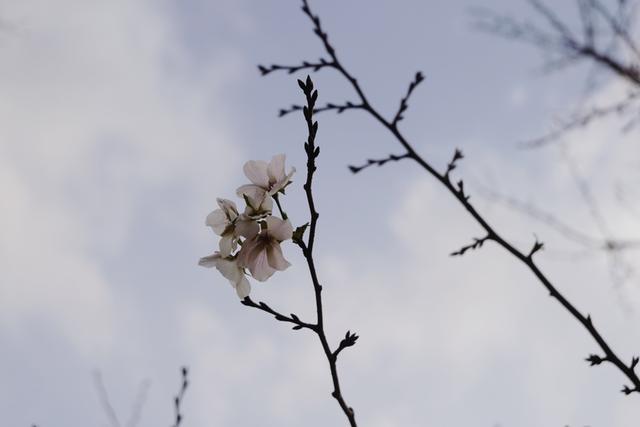 植物园不止失去一个秋天