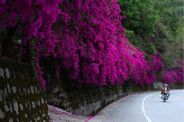 遇见临沧 如回故乡 | 一座开花的城
