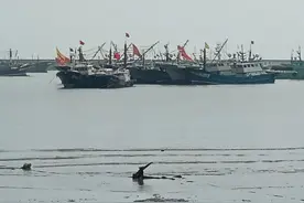 日本核污水排海对海鲜影响多大？听听浙江的渔民和渔企怎么说图片