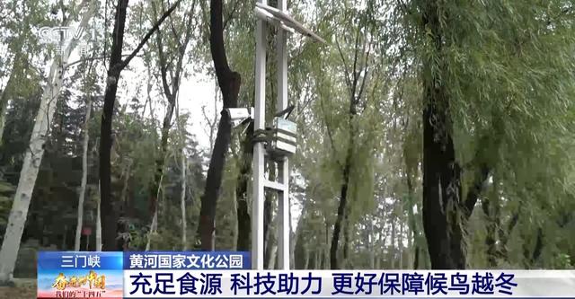首批大天鹅已抵达！来三门峡黄河湿地赴一场生态与文化之约