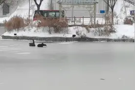 哈师大黑天鹅被冻湖上两天，工作人员：已通知相关部门，等冰都冻上才能救图片