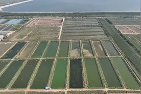 水里捞“金”！武城县：400亩南美白对虾上市 盐碱地变“致富田”图片