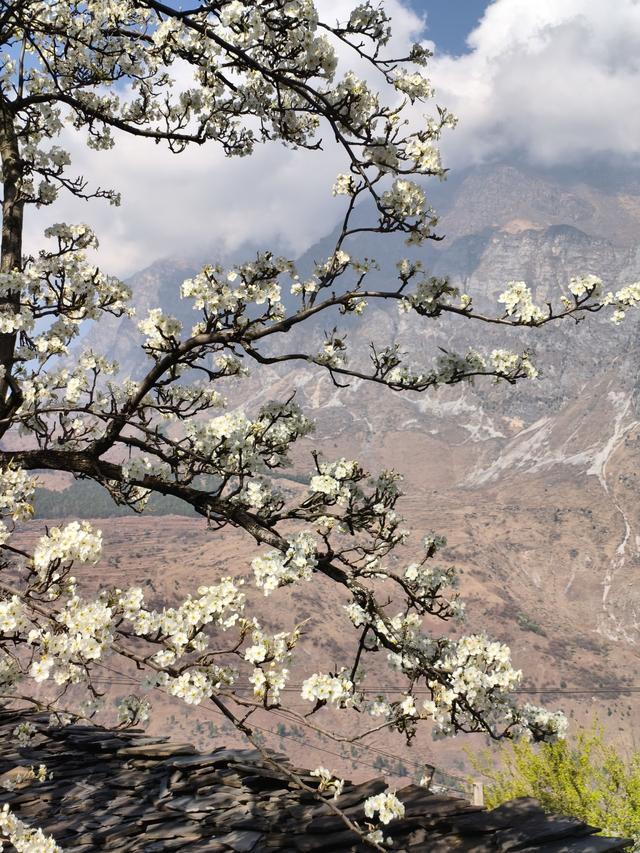 梨花漫山野 春城自飘香 | 东川区：两处赏花秘境各有风姿