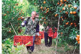 售价比往年同期高，桂林柑橘价格缘何“甜蜜蜜”？图片