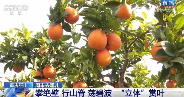 以红叶为“媒”、“跟着课本去旅行”成亮点 场景上新增加文旅消费新体验