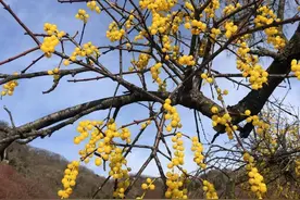 西峡发现罕见植物北桑寄生图片
