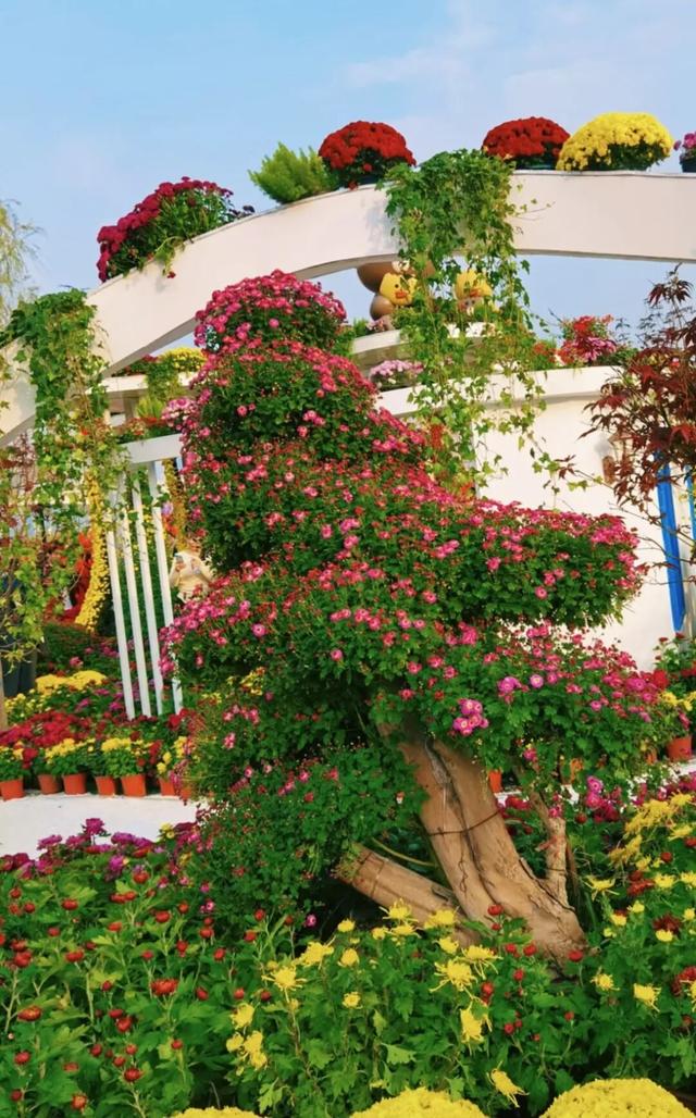 坐地铁，打卡武汉第42届金秋菊展