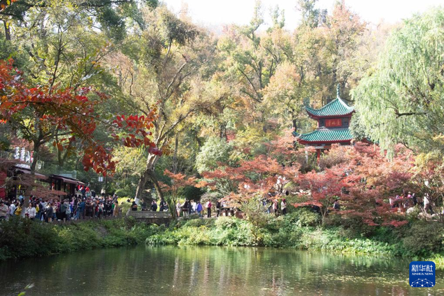 枫叶扮靓爱晚亭