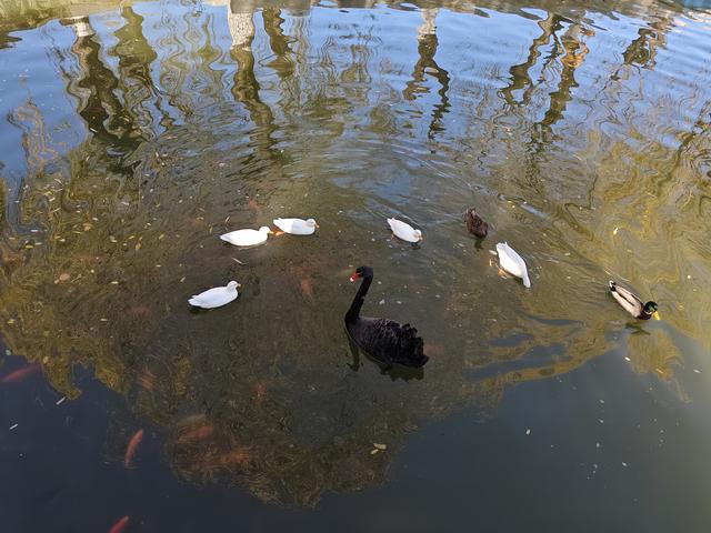 北京农展馆后湖，何以引来百鸟嬉？现场探秘——