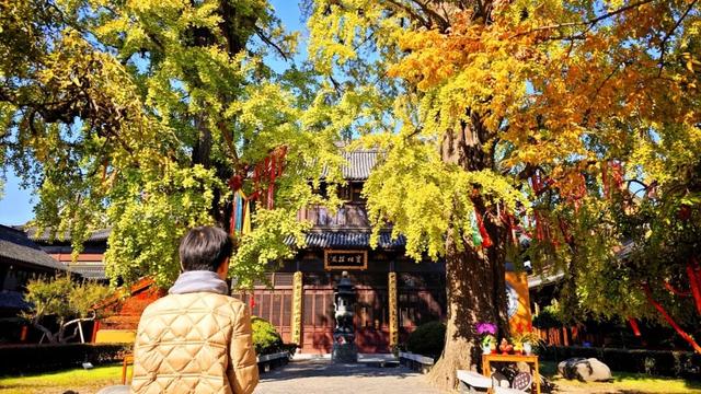 “兄弟银杏”披金甲，古刹秋韵入画来