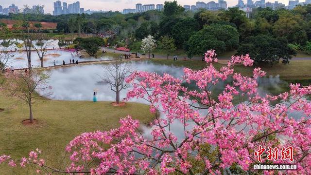 广西南宁冬日花海美如画