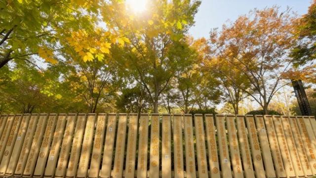 周末好天气，来闵行这些公园遇见最美秋色！