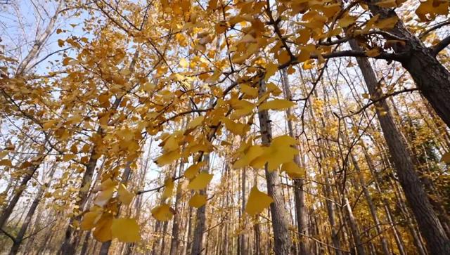 城市里的“绿野仙踪”——长宁外环生态绿道，你对它了解多少？