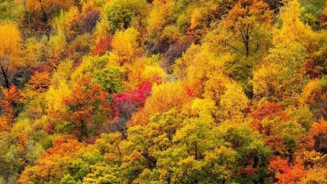 红红红了！红叶最佳观赏期已至！游玩安全记心中→