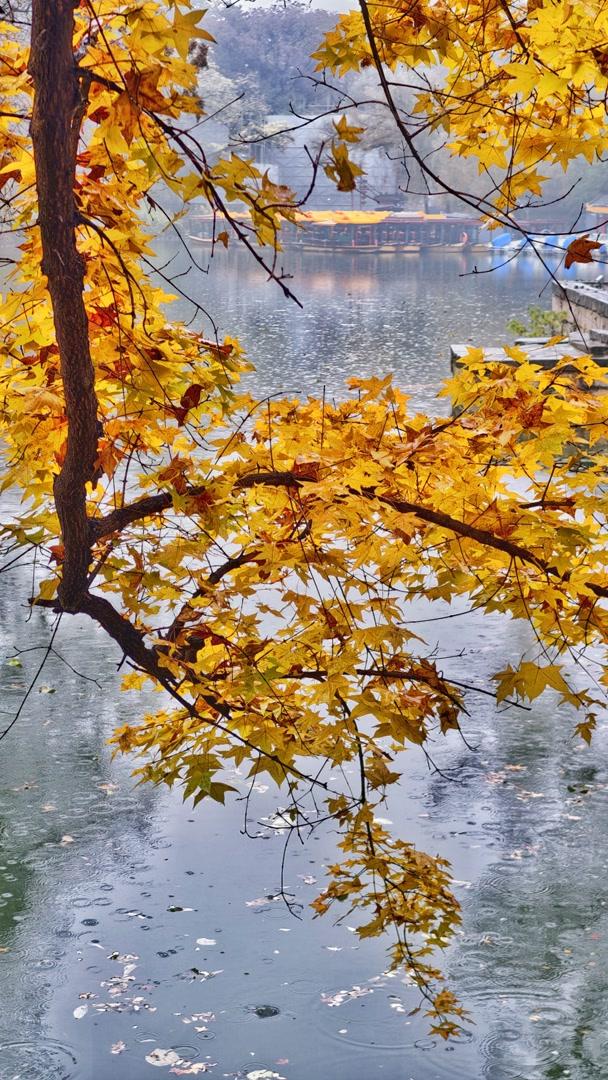 雨落颐和园后溪湖，秋色染透一地金黄