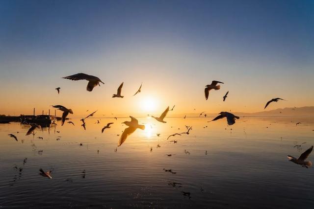 都是小众打卡点！在这些地方看海鸥，景美鸥多还诗意满满~