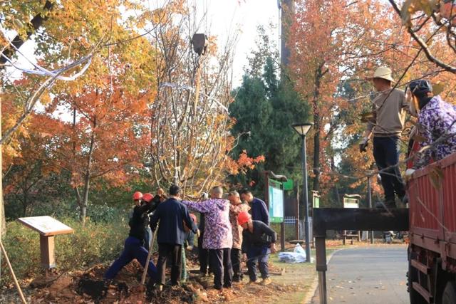 省植物园樱花园全面升级改造，展现更优质的生态成果