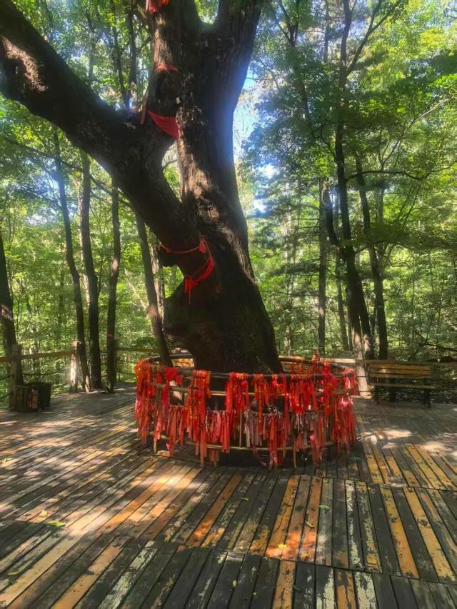 翻开“天然的动植物百科全书”！10月7日，咱一起去登松峰山！今日开始报名