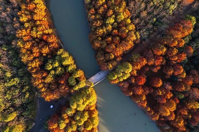 秋冬颜值天花板，上海海湾森林公园红杉林迎最佳观赏期