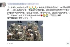 朋友圈刷屏！百余只小狗被遗弃贵州一服务区，暖心后续来了图片