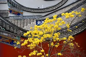 红墙黛瓦映黄花 来上下杭邂逅金色浪漫图片