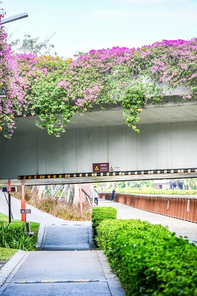 深圳知名景区紧急通知！