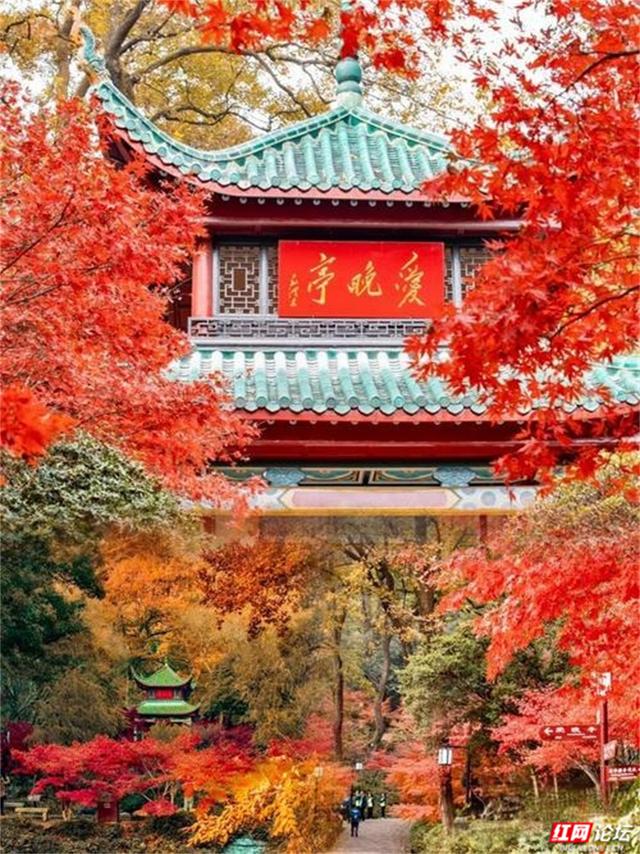 岁暖时刻丨为什么我们家三代都爱爬岳麓山？答案藏在一片红枫里