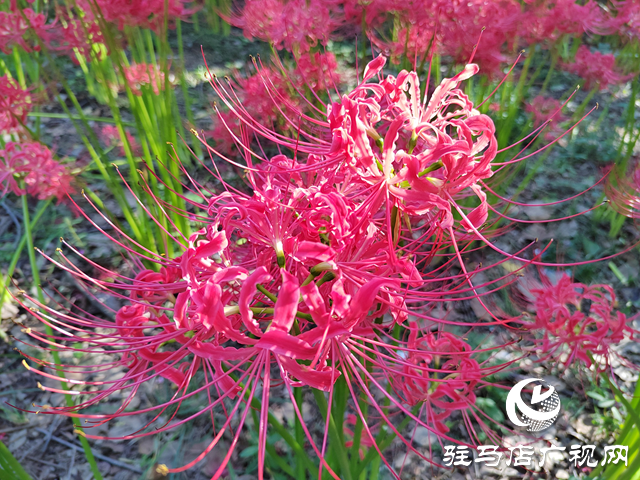 驻马店置地公园：彼岸花开正盛 秋日美景引客来