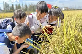 这群小学生走入田野拾稻穗，有收获的喜悦，也有劳动的艰辛图片