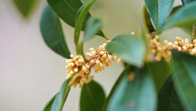 难得一见！桂花樱花同框，演绎秋日浪漫氛围