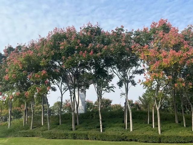 走，到郑州航空港“捡秋”去！丨港视角