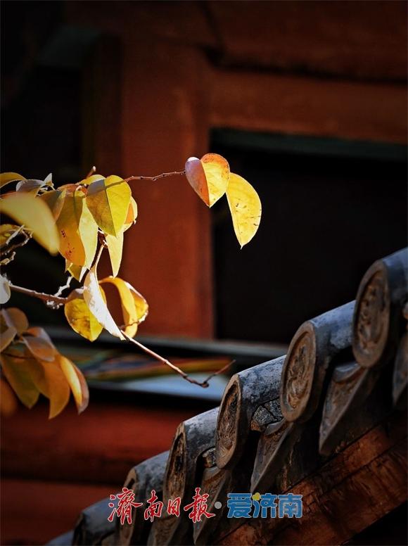 一年四季 泉在济南丨万竹园木瓜院美出圈，趵突泉公园深处藏着一处“黄金庭院”