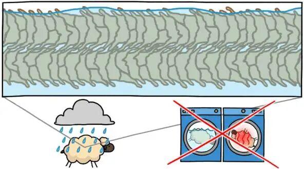 羊毛衫一洗就缩水，那绵羊淋了雨，会不会被羊毛勒死？