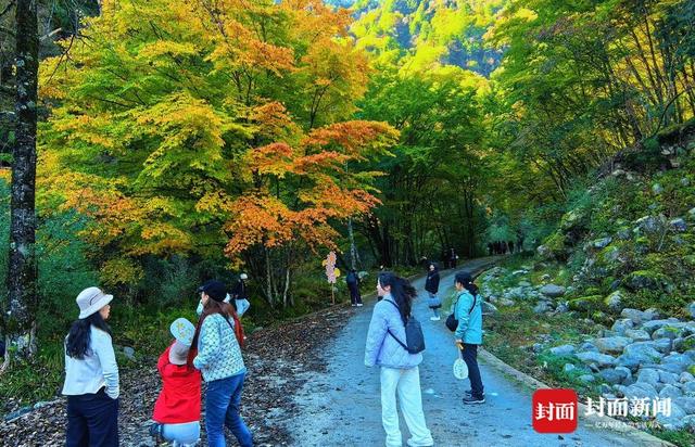 唐家河红叶季云端启幕：生态奇观与千年文脉共绘金秋盛景