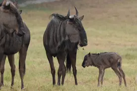 动物乐园国庆添新丁 蓝角马宝宝平安降生图片