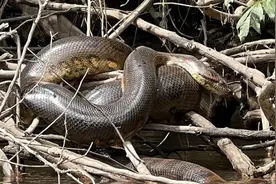 英媒：赴亚马孙拍纪录片，科学家巧遇巨蟒新物种图片