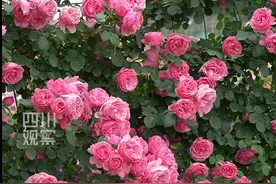 联播观察丨 一年卖花2个亿，她是如何做到的？图片