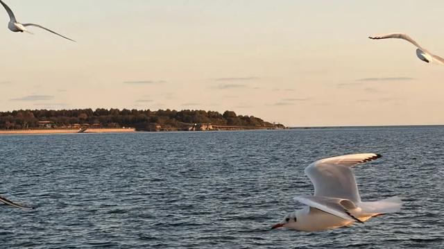 海上打卡“鱼鸣夕照”，黄岛“追鸥逐浪”航线邀您共赴金色浪漫