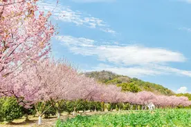 苏州：春日盛景百花开 赴一场百花之约图片