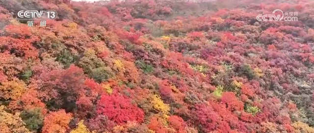 “斑斓秋色+新潮玩法”点燃赏秋游新热力 文旅新消费活力十足