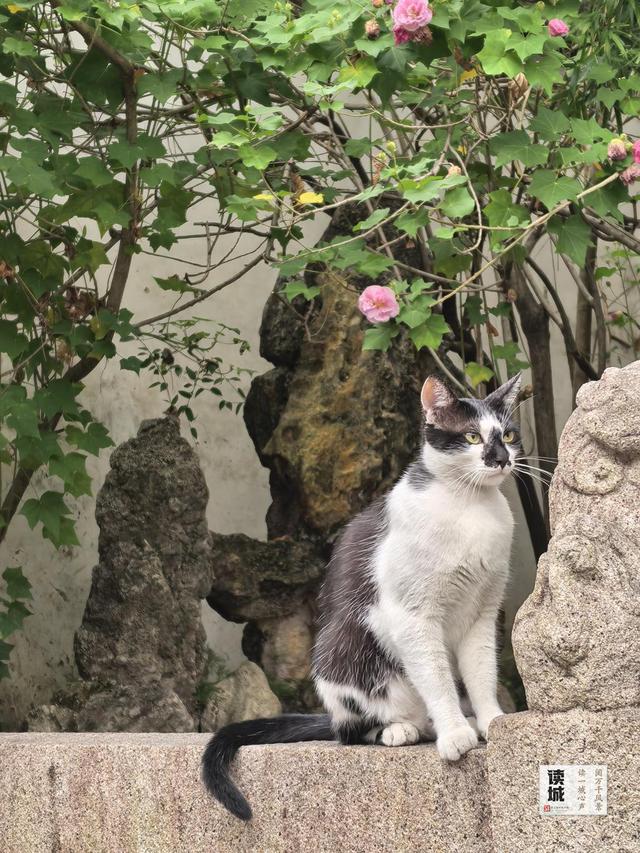 这份“拒霜之美” 藏着福州独有的秋冬温柔