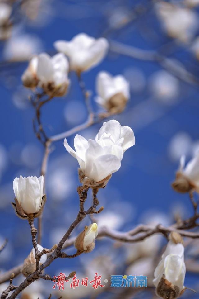 一年四季 泉在济南丨暖阳催花绽！泉城广场玉兰花悄然盛开，邂逅早春浪漫