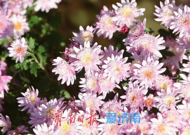 层林尽染秋意浓，“佛山赏菊”正当时