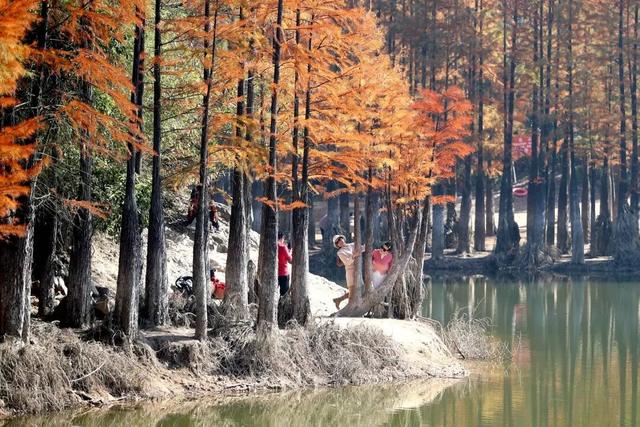 童话之约！义乌“小九寨”水杉林迎最佳观赏期，随手一拍就是壁纸