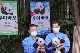 旅韩大熊猫爱宝的双胞胎幼崽名字公布：“睿宝”和“辉宝”，首次和公众见面图片