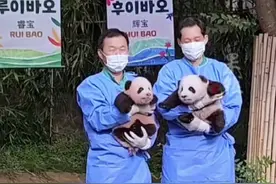 旅韩大熊猫爱宝的双胞胎幼崽名字公布：“睿宝”和“辉宝”，首次和公众见面图片